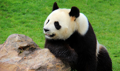 Panda géant