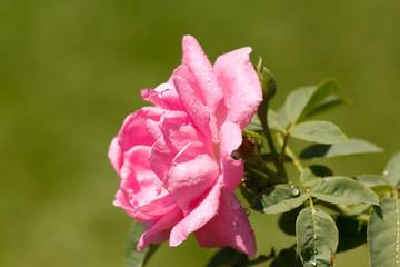 Obraz na płótnie Canvas the pink rose in garden