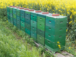 Bienenstöcke für Rapshonig