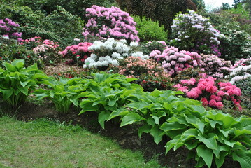 Obraz premium Rododendrony w ogrodzie