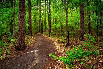 Forest Path 5