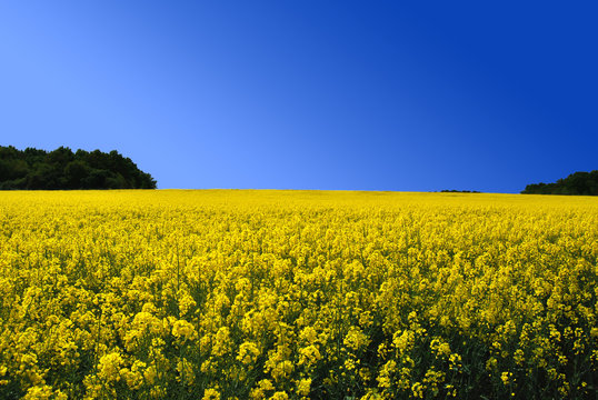 Culture de Colza Europe