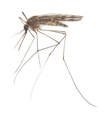 Mosquito Anopheles maculipennis isolated on white background - obrazy, fototapety, plakaty