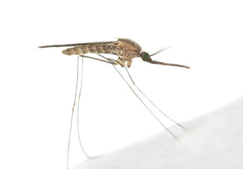 Mosquito Anopheles maculipennis resting on surface - obrazy, fototapety, plakaty