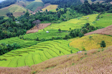 rice fields in the mountain at Chiangmai, Thailand