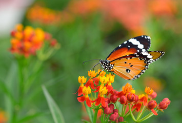 Fototapeta na wymiar Butterfly on orange flower in the garden