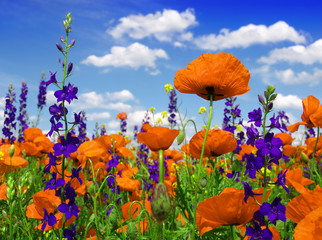 poppies blooming in the wild meadow - 64886272