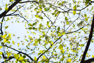 White flowering dogwood (Cornus florida) in bloom