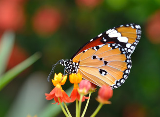 Butterfly on orange flower in the garden