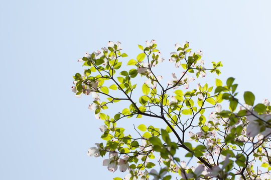 White flowering dogwood (Cornus florida) in bloom