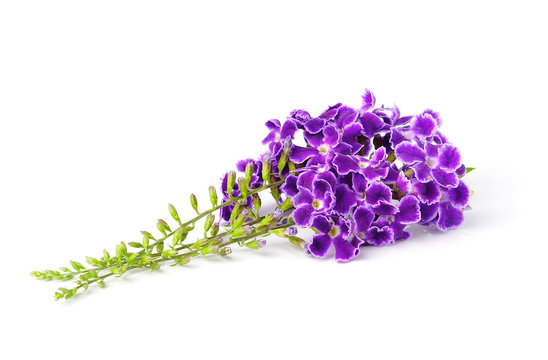 Fototapeta purple flowers, isolated on white background