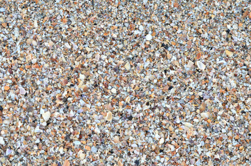 variety of broken seashells