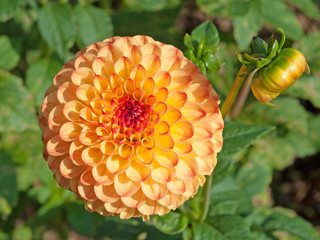 Dahlie