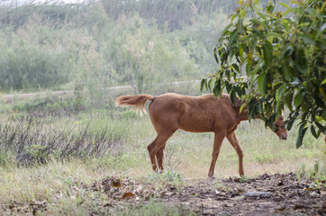 Horse at nature