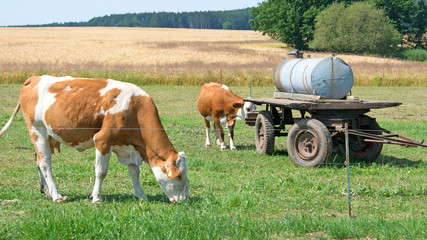 Obraz premium Landwirtschaft