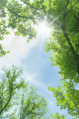 新緑　晴天　太陽