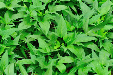 Obraz premium sweet potato crop grow in garden 