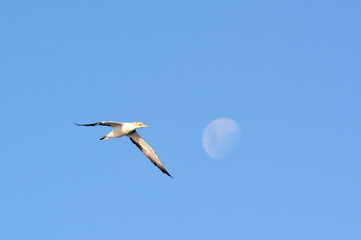 Gannets in flight
