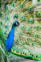 Obraz premium Peacock in chiangmai province Thailand