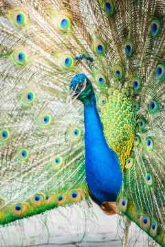 Peacock in chiangmai province Thailand