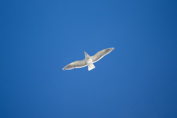 Seagull floats above Hokkaido, Japan