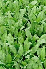 Obraz premium green lettuce plants grow in vegetable garden 