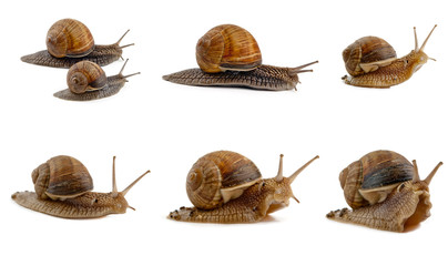 snails isolated