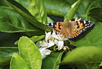 butterfly  on flower