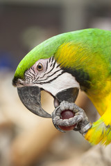 Portrait of Macaw