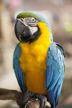Portrait of Macaw