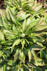 Spring sprout of a peony