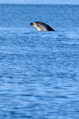 Dolphin leaping out of the water