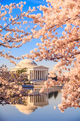 the Jefferson Memorial during the Cherry Blossom Festival