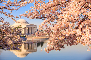 the Jefferson Memorial during the Cherry Blossom Festival