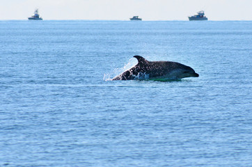 Fototapeta premium Dolphin leaping out of the water