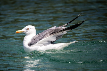 Fototapeta na wymiar Seagull swimming