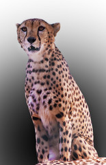Seated young leopard