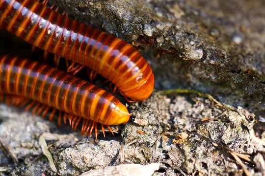the  millipede