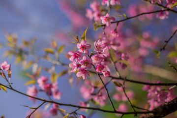 Cherry blossom