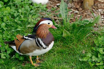 Canard Mandarin