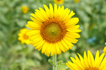 Obraz premium Sunflower