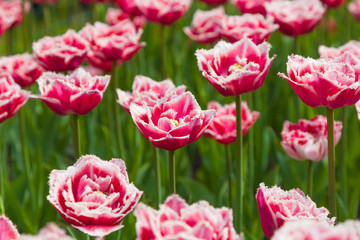 lot of red and white tulips