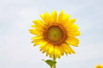 Fototapeta premium Sunflower