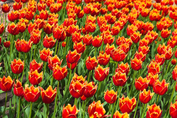 flowerbed with many red tulips