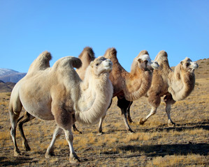 Photo gros plan trois chameaux paissant dans les plaines