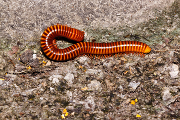 the  millipede