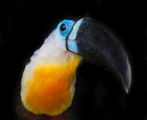 portrait of a toucan