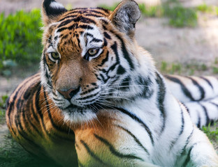 Fototapeta na wymiar portrait predator tiger closeup