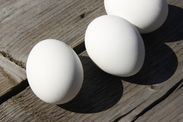 egg