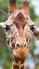 Portrait of a giraffe
